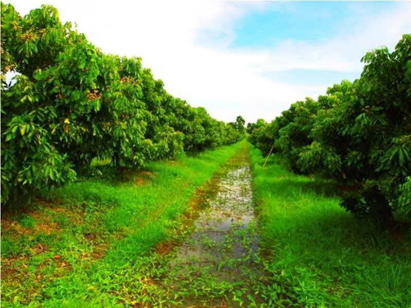 Therdthai Farm Boutique Hotel สุโขทัย ภายนอก รูปภาพ